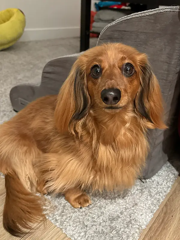Original phone photo of Minnie, a miniature long-haired dachshund, uploaded by her owner.